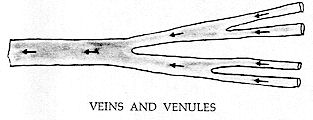 Figure 176 - VEINS AND VENULES 