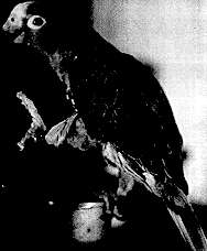 Koko and the Aluminum Dish 