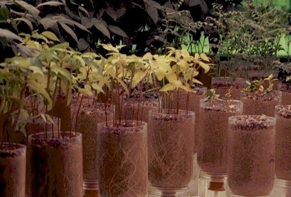 Which Plants Show The Greatest Effect From The Bacteria? 
  
Click on Picture for Next Slide. 