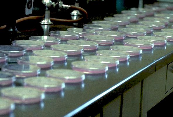 A sample from each batch is checked for its' live bacteria count.
 
Click on Picture for Next Slide. 