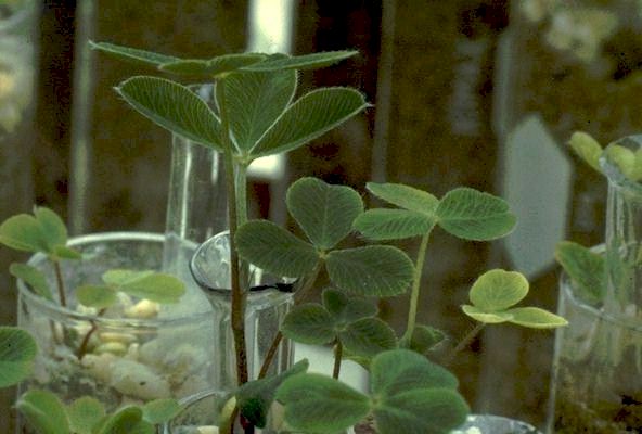 A Real Science Experiment.
 
Click on Picture for Next Slide. 