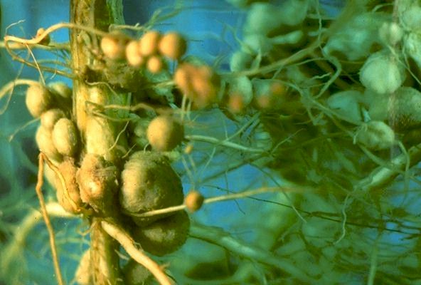 Tumers on the Roots.
 
Click on Picture for Next Slide. 