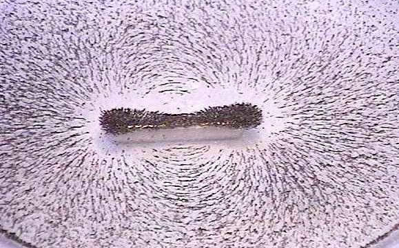 Old style Cow Magnets. 