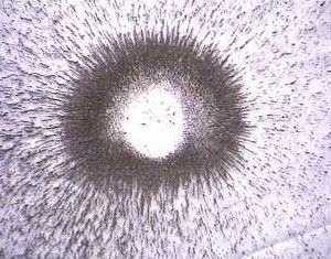 View plane 7 / 16 inches above magnet. 