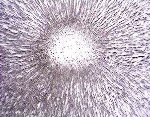 View plane 15 / 16 inches above magnet. 