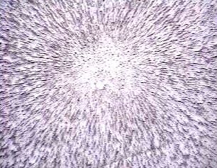 View plane 1  7/16 inches above magnet. 