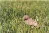 Baby_Bird_Winona_Summer_2004.jpg (243768 bytes)