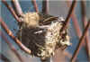 Birds_Nest_Winona_Airport_Fall_2004.jpg (98876 bytes)