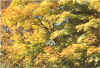 Fall_Colors2_Winona_2004.jpg (259141 bytes)
