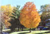 Fall_Colors_Winona_2004.jpg (171378 bytes)