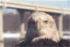 Female_Bald_Eagle2_Wabasha_March_2005.jpg (65593 bytes)