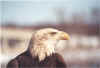 Female_Bald_Eagle_Wabasha_March_2005.jpg (57178 bytes)