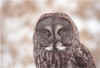 Great_Grey_Owl_Mar_2005_Winona.jpg (72334 bytes)