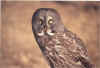Great_Grey_Owl_Utica_2005.jpg (83194 bytes)