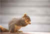 Hungry_Squirrel.jpg (3837633 bytes)