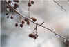 Ice_Storm_Dec_2004_Winona.jpg (77445 bytes)