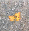 Leaf_On_Ground_Winona_2005.jpg (120699 bytes)