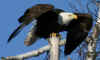 20100131 Beargrease 295 Super Cropped.jpg (225233 bytes)