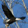 20100131 Beargrease 296 Super Cropped.jpg (62641 bytes)