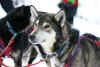 Beargrease 2008 144.jpg (75155 bytes)