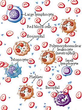 Learn what it takes to keep your blood cells healthy. 
 
You require a healthy cardiovascular system, 
inorder to have a healthy body. 