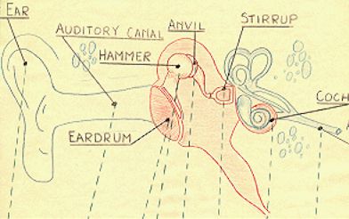 Human Ear.
Click on Picture to hear 696K audio. 