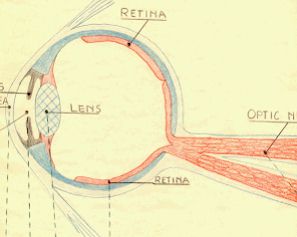 Human Eye.
Click on Picture to hear 894K audio. 