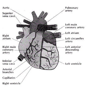 wma sound file about the heart 