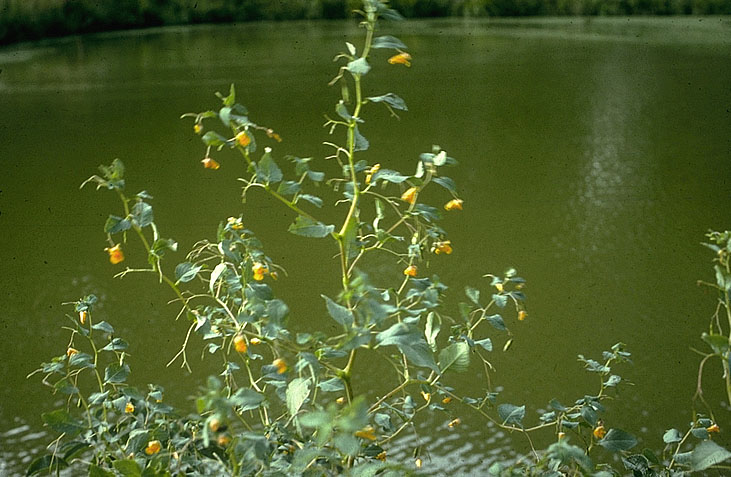 The Jewel Weed Plant growing on the bank of a stream.
 
Formerly found at ...
 
www.rce.rutgers.edu/harmfulplants/jewelweed.html 