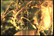 Nodules on the roots of a peanut plant.
 
Click to See the Peanut's Germ 