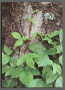 Leaves of three, Let them be ...
 
Poison Ivy 
 
Link to Poison Ivy, Oak, & Sumac 
Information Center. 
