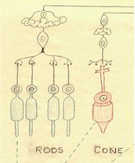 Rods & Cones 