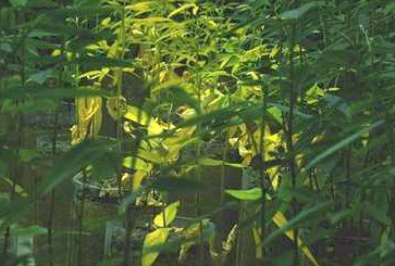 Click on picture to see an enlagement. 