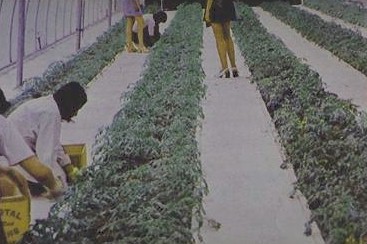 1,100 plants are planted in a space 26 X 126 Ft. 
  
Click on picture to see an enlargement. 