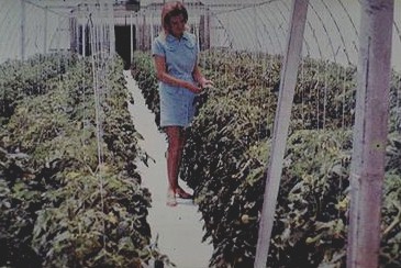 The plants need to be pruned regularly and tied up.
 
Click on picture to see an enlagement. 