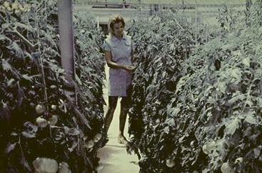 It takes 2,000 man hours a year to grow three crops in a system like this one.
 
Click on picture to see an enlagement. 