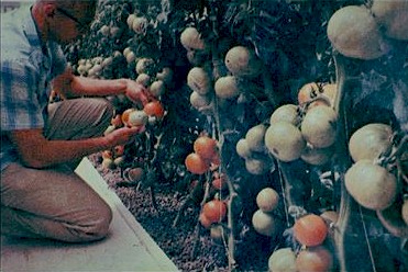 Click on picture to see an enlagement. 