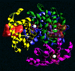 representation of hemoglobin 