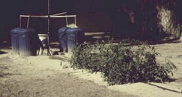 The solution needs to be very, very weak when the (aprox. 12 inch) cuttings are inserted. 
 
It takes about two weeks for good roots to develop. 
 
Click on picture to see an enlagement. 