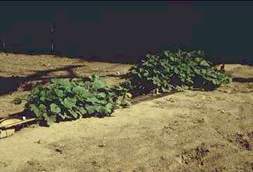 The seeds were supported and germinated on a 1/4 inch plastic screen.
 
About 1/2 inch of Wood Thread was placed on top of the screen.
 
A manifold, similar to the one on the Raised Trays was used to keep the wood thread moist.
 
See Plastic Nursery Grow Cup below ... 
 
Click on picture to see an enlagement. 