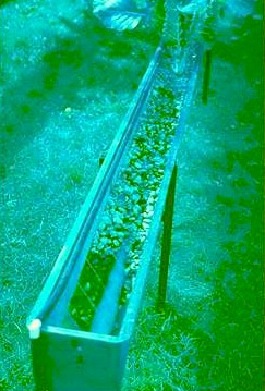 Raised Hydroponic -- Trickle Flood / Drain -- Grow Tray 
 
Click on Picture to See an Enlargement. 