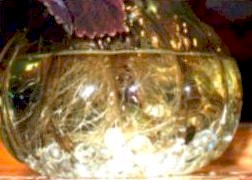 Colloidal Experiments 