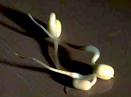 Bean Sprouts 
 
Click on Picture to See an Enlargement. 