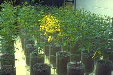 Testing Nitrogen Fixing Rhizobia Bacteria 
 
Click on picture to see enlargement. 