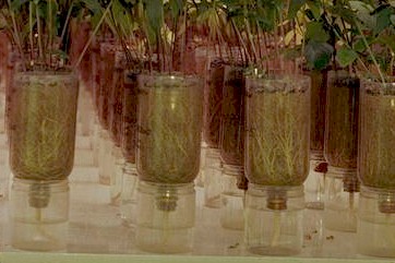 Link to ... 
Nutrient Soultion for Testing Nitrogen-Fixing Bacteria. 