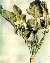 Swede Plant - Calcium deficiency (soil acidity complex) 