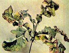 Swede Plant - Potassium deficiency 