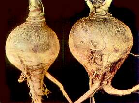 Swede Roots - Boron deficiency 