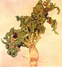 Turnip Plant - Insect injury 