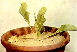 Sugar Beet Plant - Nitrogen deficiency 